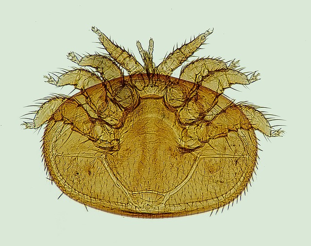 varroamilbe parasit